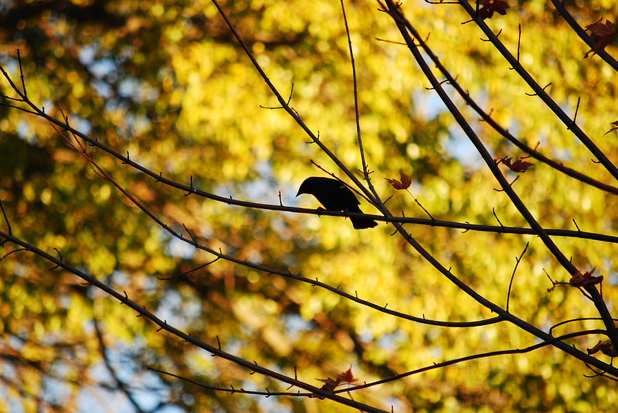 Its A Bird Photograph by Lori Tambakis