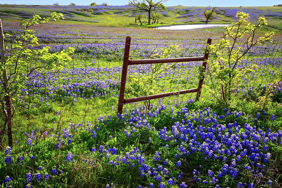 Its a Bluebonnet Kind of Day Photograph by Lynn Bauer