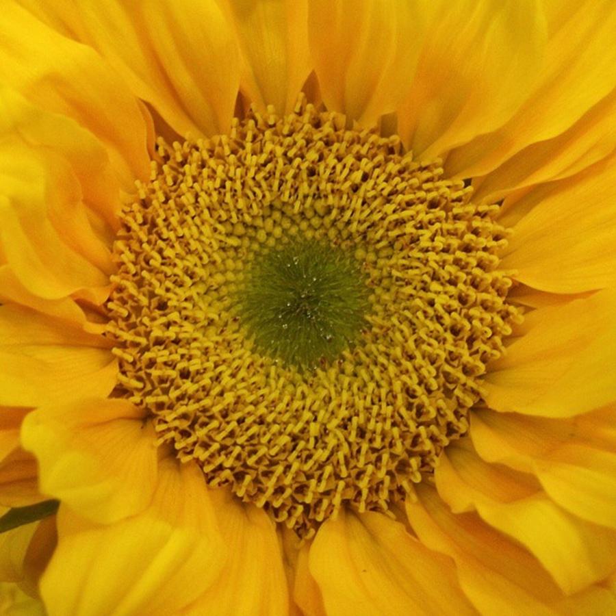 Sunflower Photograph - Its A Bright, Bright, Bright, Bright by The Texturologist