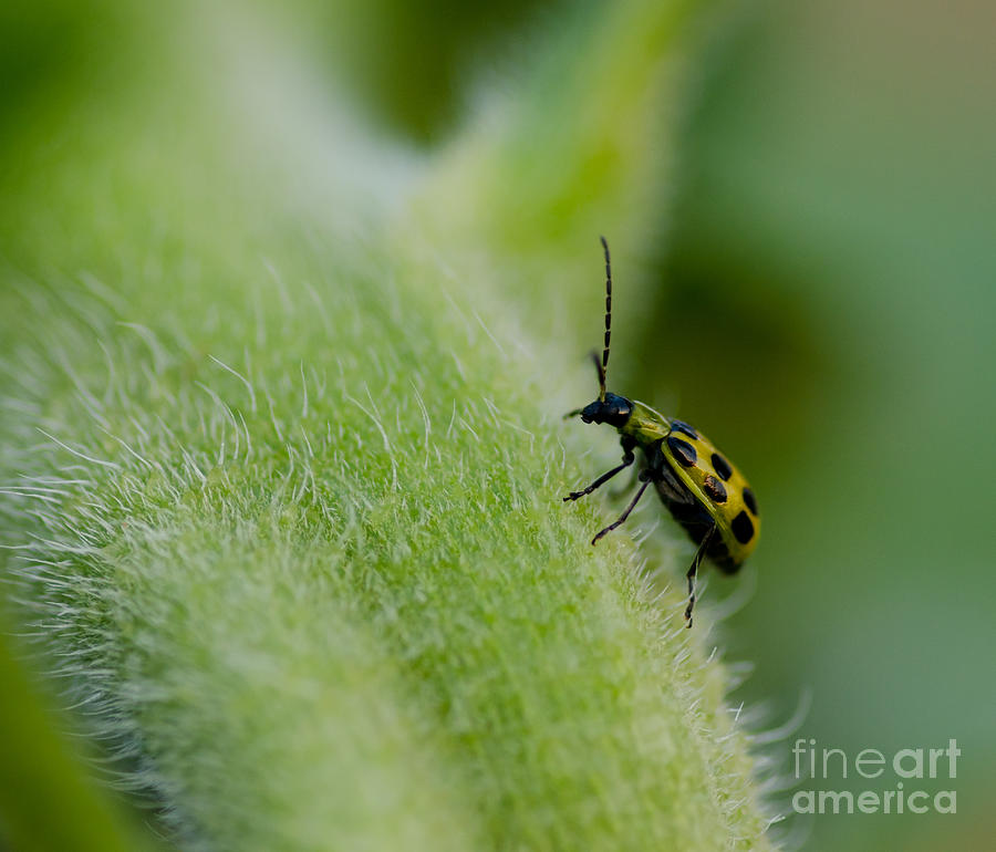 Its A Bugs Life Photograph by Nick Boren