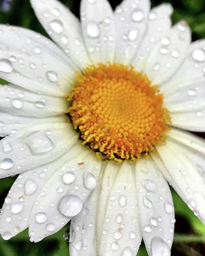Flowers Still Life Photograph - Its A Bummer When Rain Cancels Your by Megan Bishop