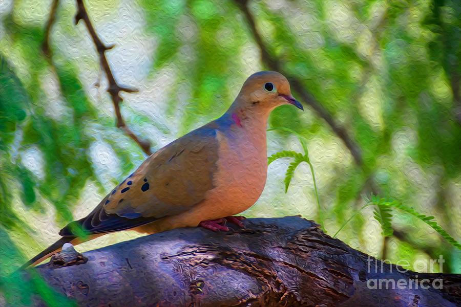 Dove Photograph - Its A Doves Day by Berta Keeney