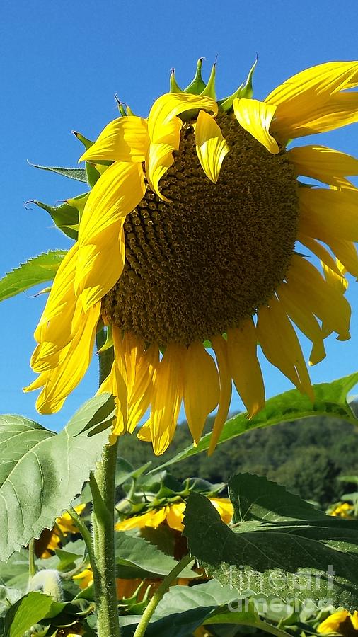Sunflower Daze Photograph by GJ Glorijean