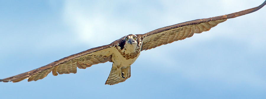 It's a Plane, It's a Bird Photograph by Crystal Massop - Fine Art America