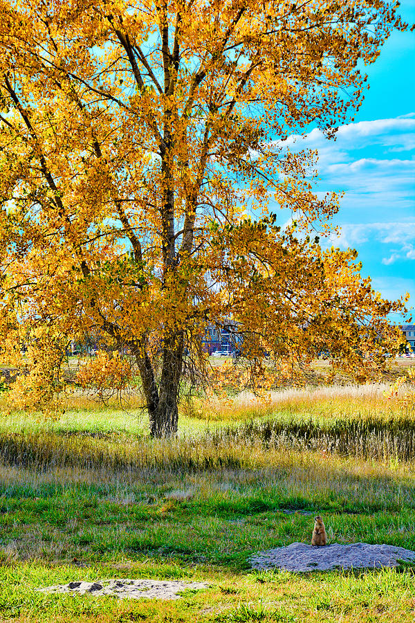 Its a Prairie Dog Autumn Photograph by Robert Meyers-Lussier