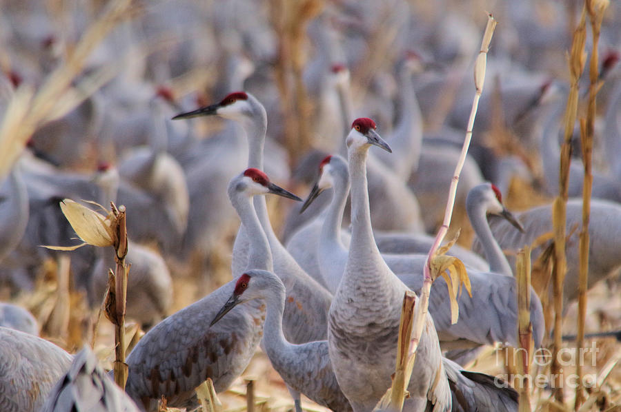 Its a sandhill crane thing Photograph by Jeff Swan