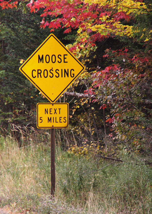 Its a Sign Photograph by Nancy Griswold