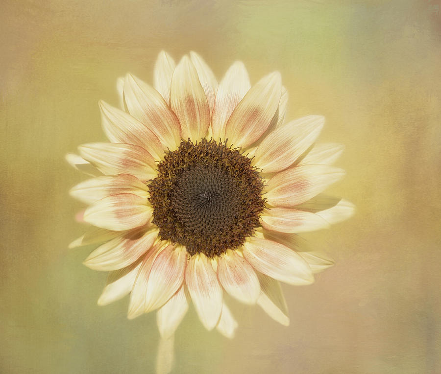 Sunflower Photograph - Its A Sunshine Day by Kim Hojnacki