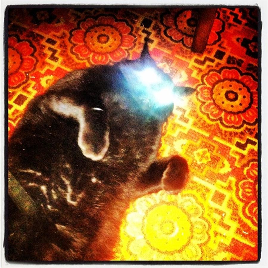 Its A Twee-like Demon Cat In My Photograph by WitchKing Photo