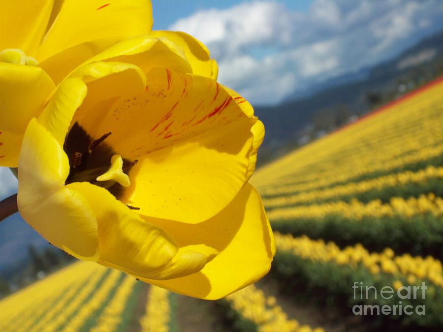 Its All About Me Yellow Tulip Photograph by Carol Riddle