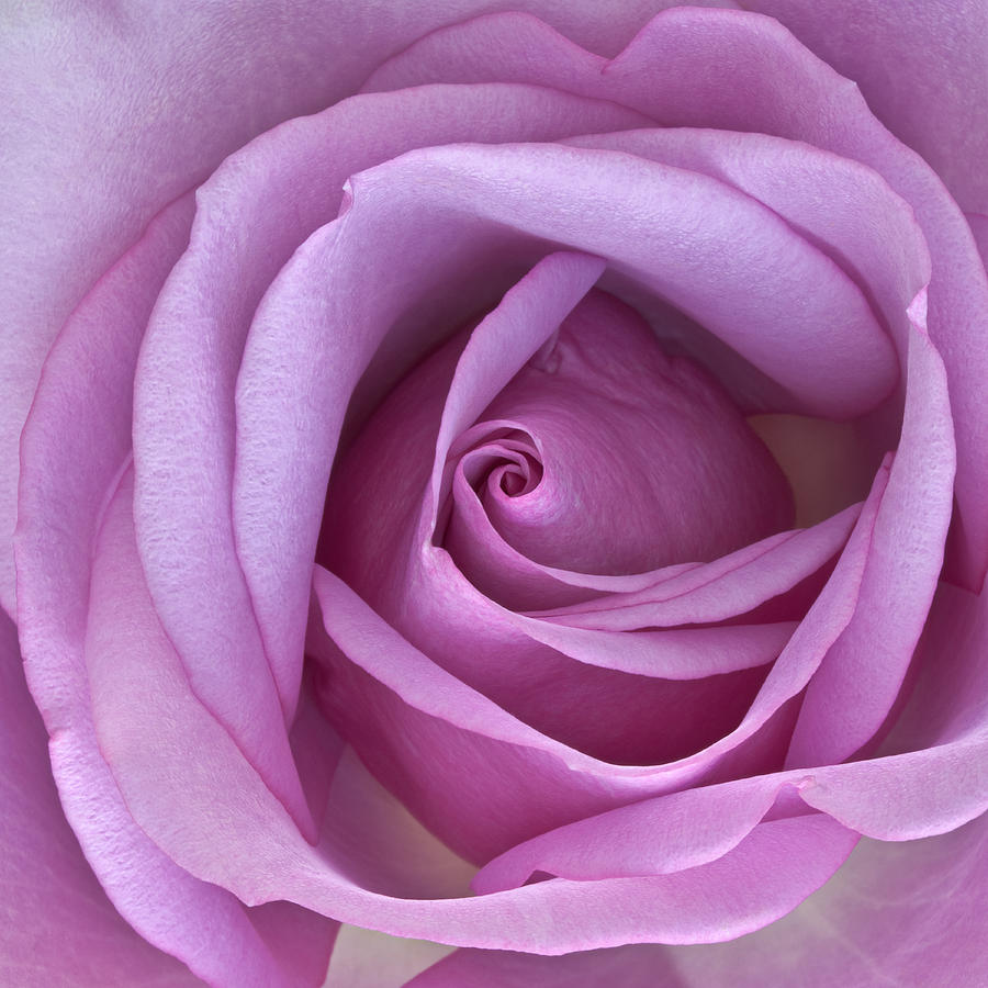 Rose Photograph - Its All About the Inner Beauty 2 by Jeff Abrahamson