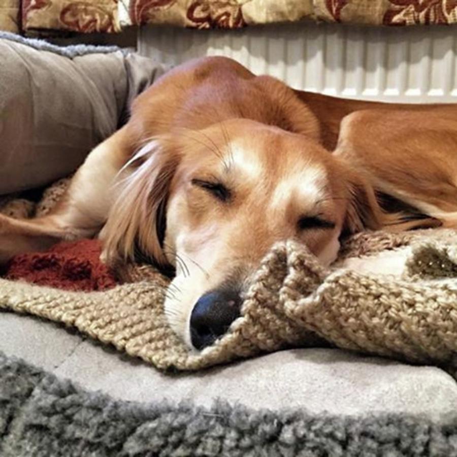 Saluki Photograph - Its Been A Hard Day...

#saluki by John Edwards