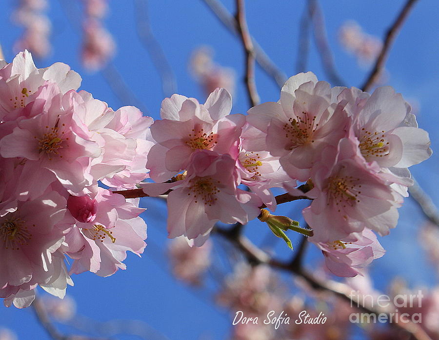 Its Cherry Blossom Time Photograph by Dora Sofia Caputo