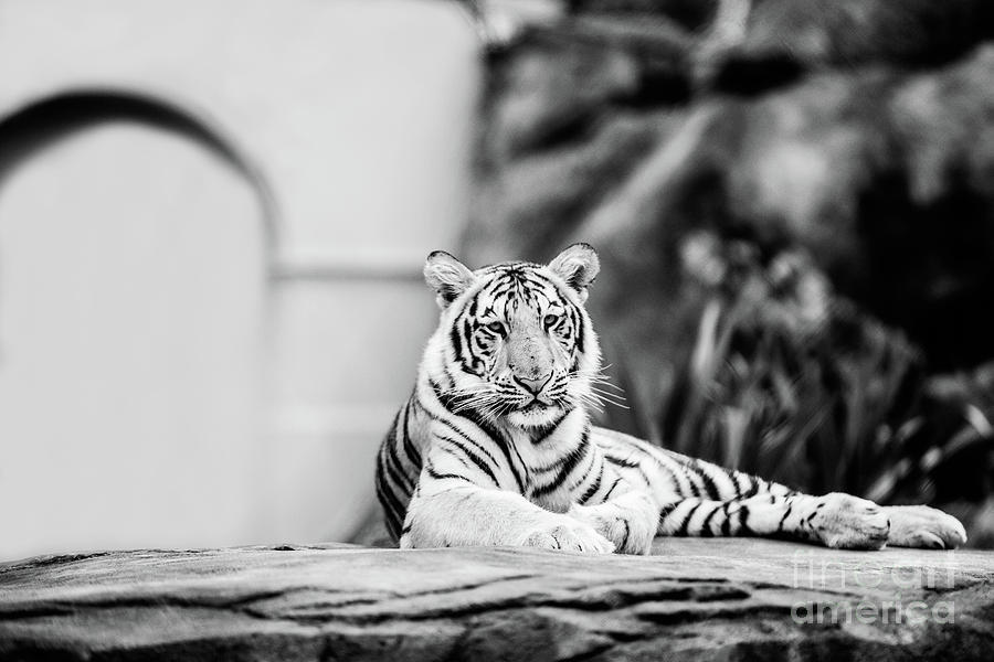 Its Good to be King - BW Photograph by Scott Pellegrin