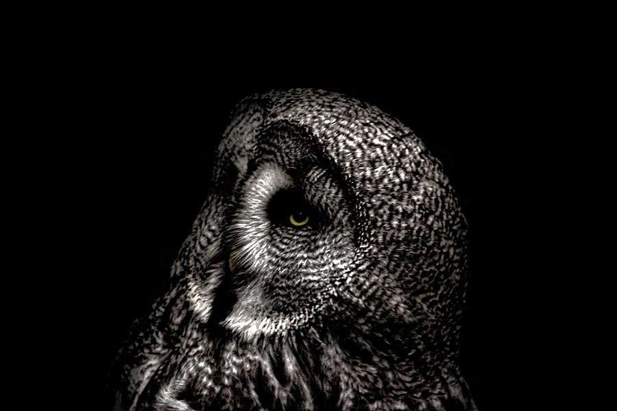 Owl Photograph - Its in the Eyes by Martin Newman