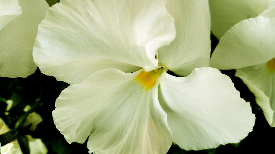 Flower Photograph - Its just white by Srinivasan Venkatarajan
