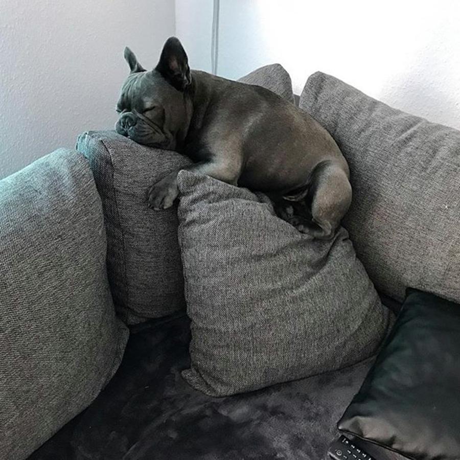 Dog Photograph - Its Monday 😓 And Yes, Its by Buddy The Blue Frenchie