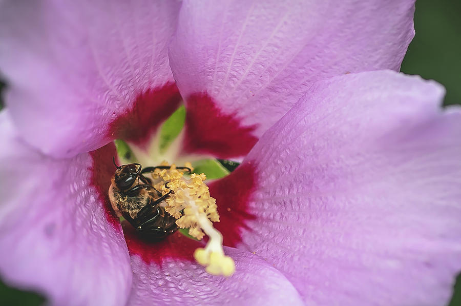Its Nectar and Pollen Season Digital Art by Ed Stines