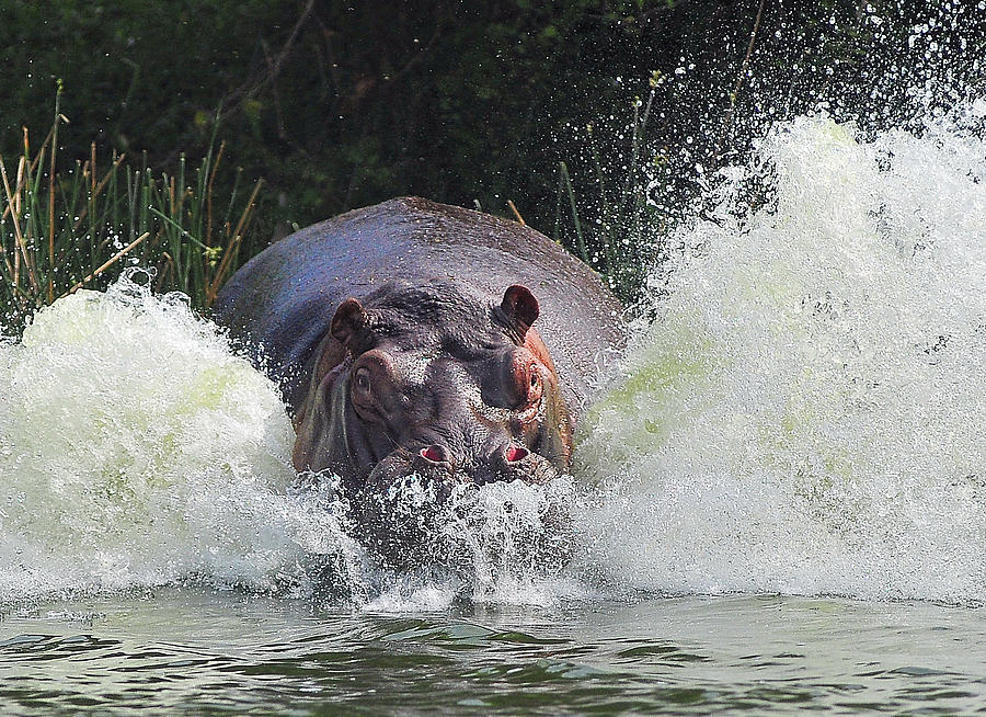 Wildlife Photograph - Its Not A Bird, Its Not A Plane, Its An Angry Hippo ! by Wayne Pearson