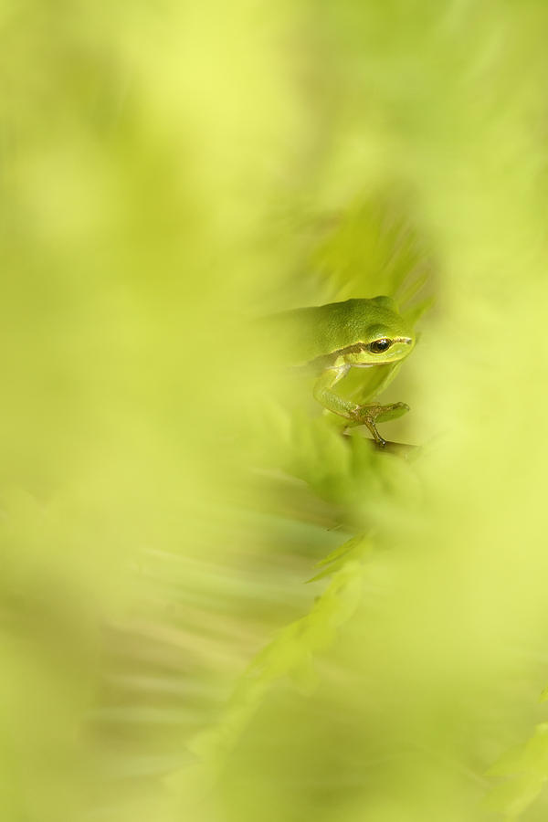 Summer Photograph - Its Not Easy Being Green - Tree Frog Hiding  by Roeselien Raimond