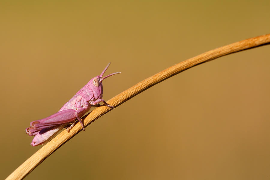 Grasshopper Photograph - Its Not Easy Being Pink by Roeselien Raimond