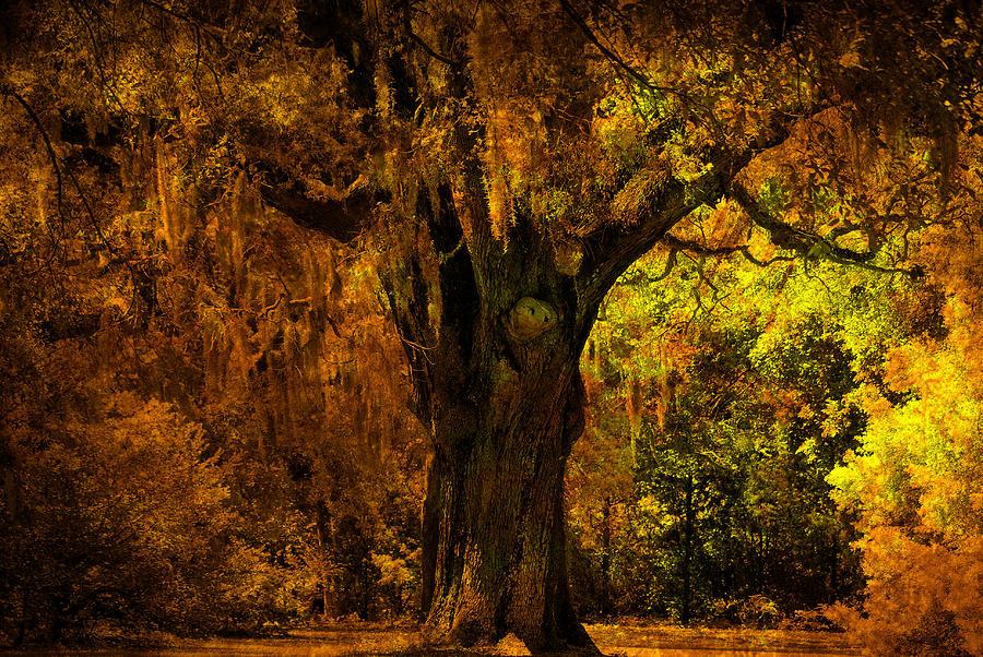 Its not the Angel Oak Photograph by Susanne Van Hulst
