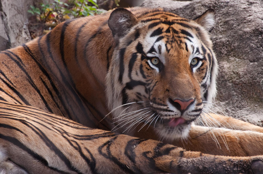 It's on the tip of my tongue Photograph by Tito Santiago - Fine Art America