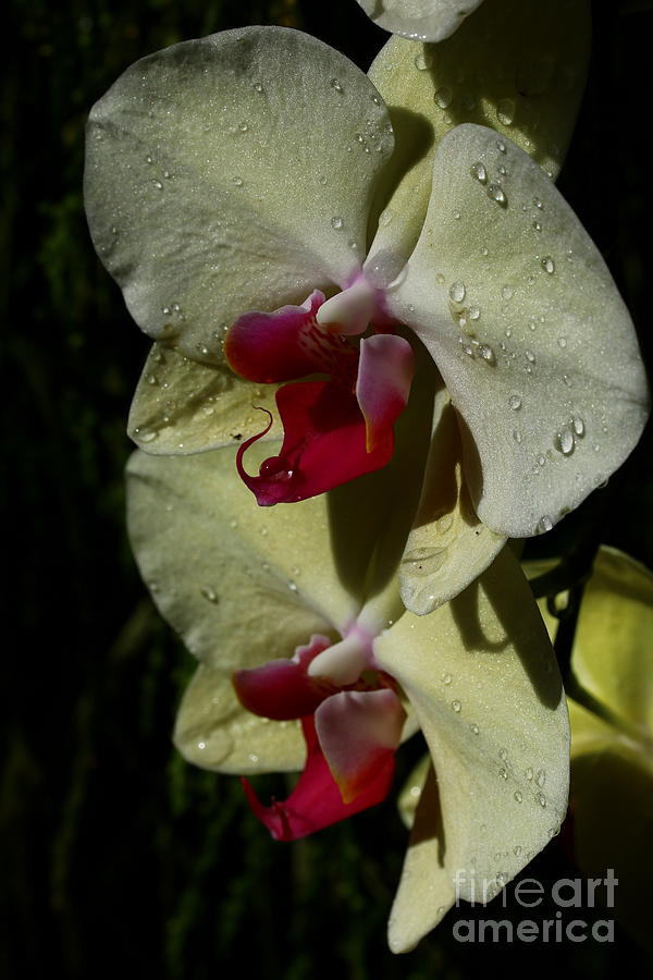 Orchid Photograph - Its Raining Again by Christiane Schulze Art And Photography