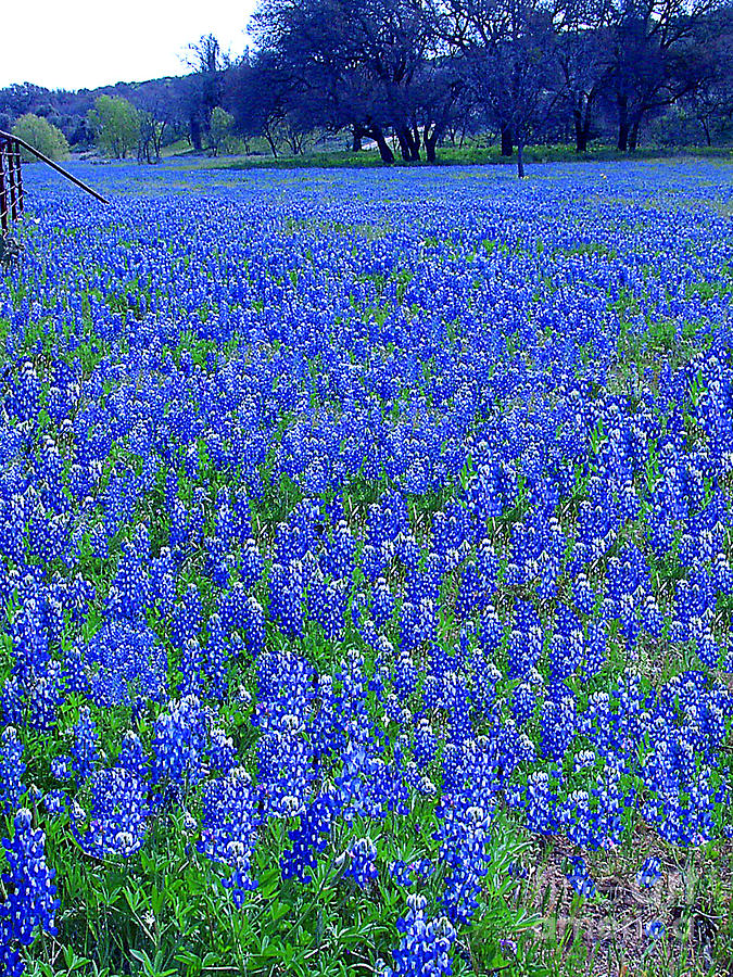 It's Spring Texas Time Photograph by Merton Allen