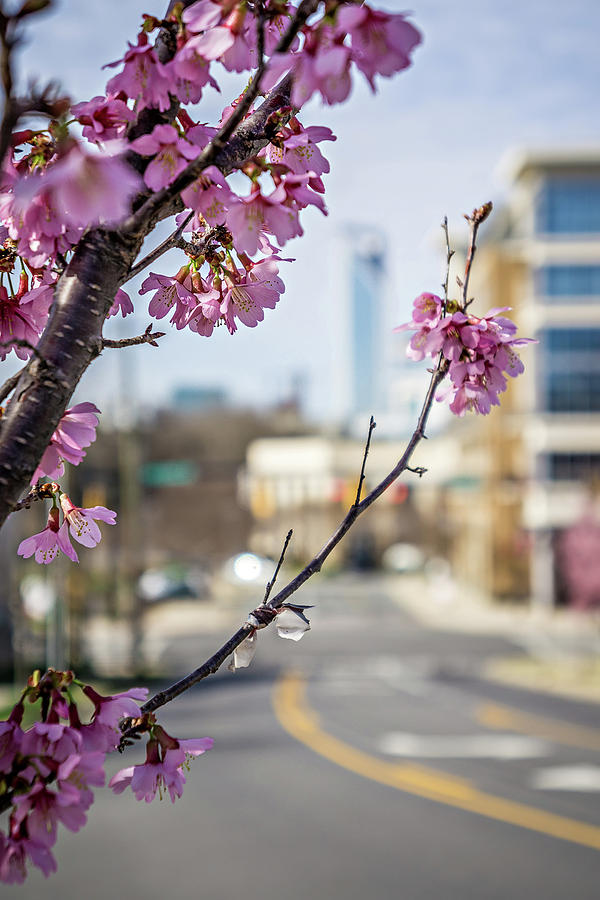 Its Spring Time In The City Photograph by Alex Grichenko