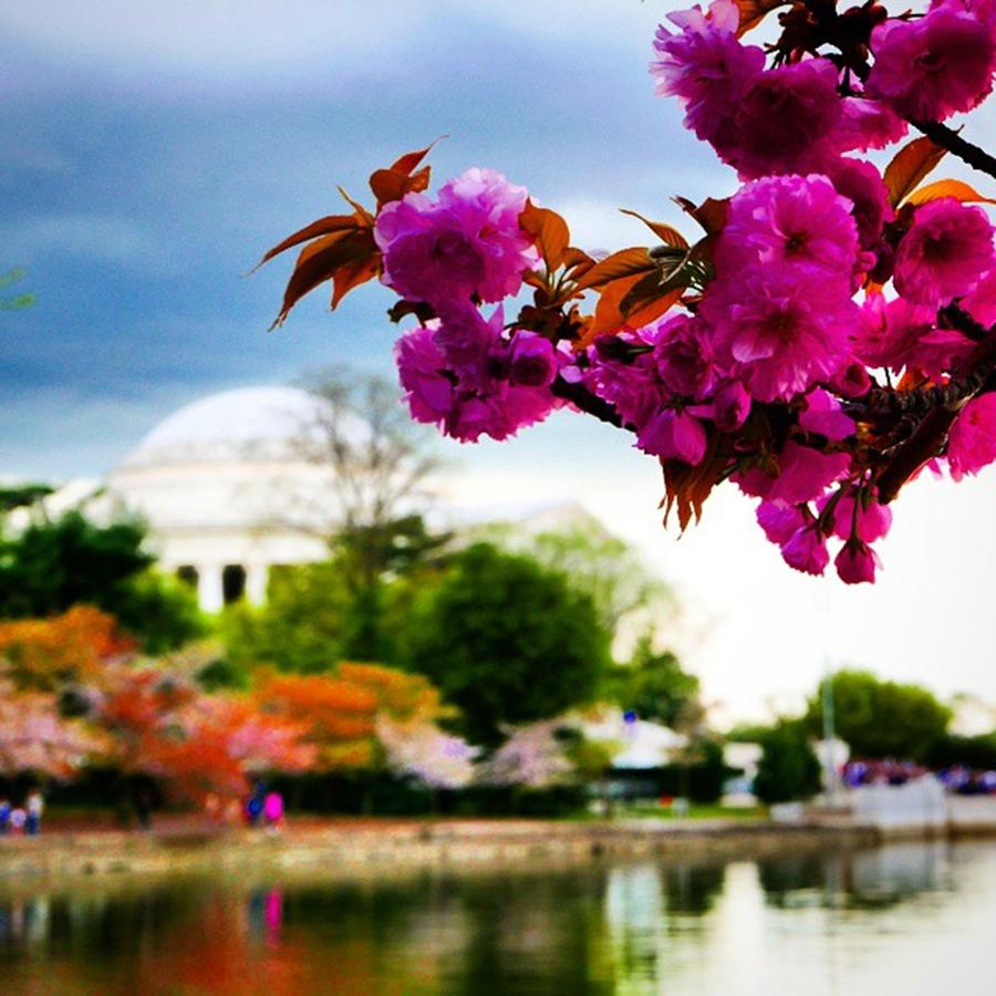 Spring Photograph - Its #springtime In #washington #dc by Matt Sweetwood