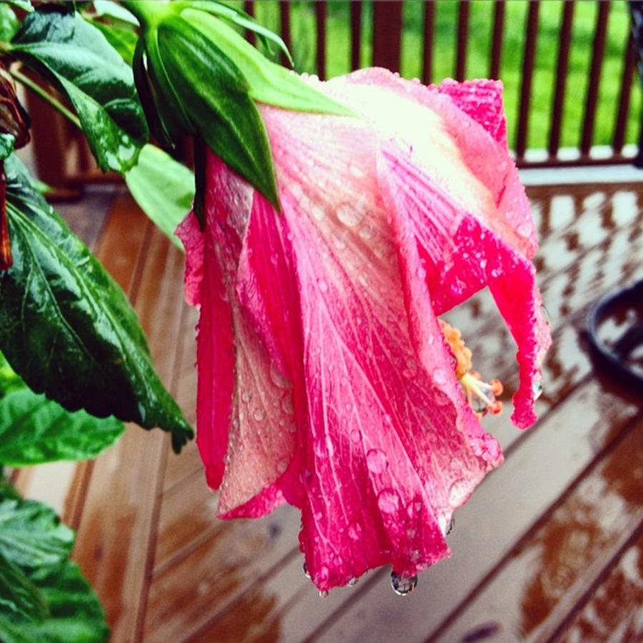 Flowers Still Life Photograph - Its That Kind Of An Afternoon #rain by Scott Pellegrin