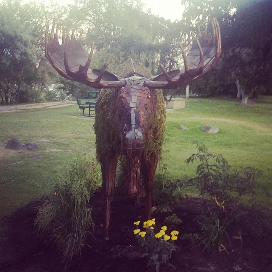 Chia Photograph - Its The #chia Moose! #snakeriver by Sarah Marie