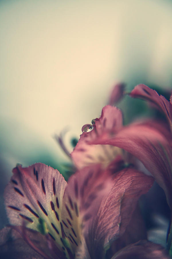 Flower Photograph - Its the Little Things by Laurie Search
