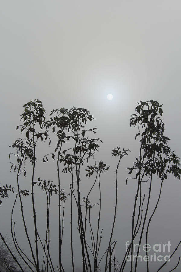 Sun Through The Fog Inch Island Donegal Photograph by Eddie Barron