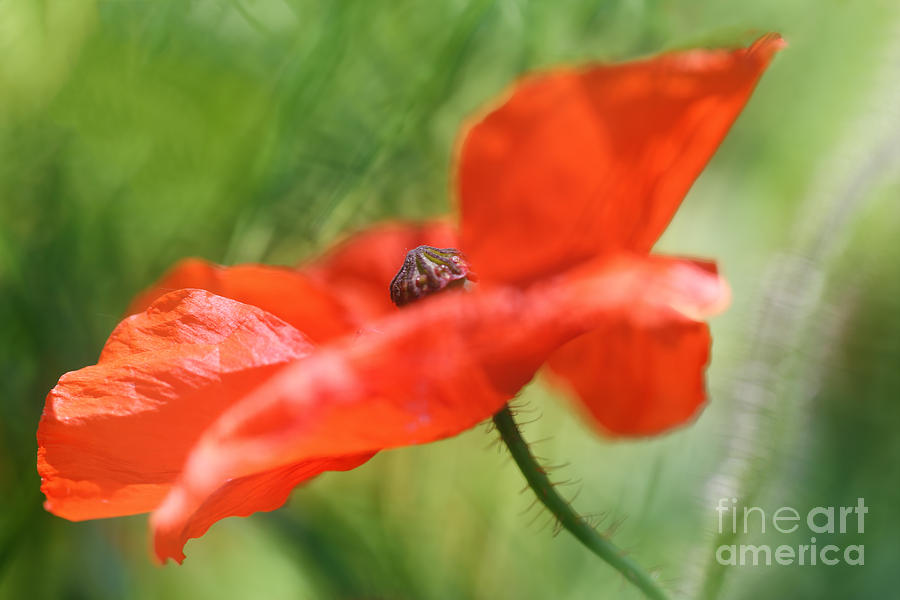 Poppy Photograph - Its the wind blowing by LHJB Photography