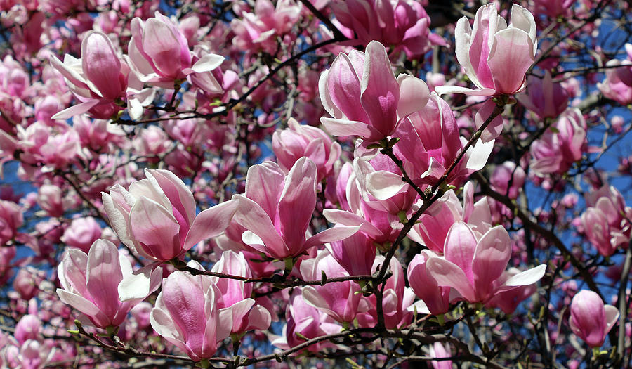Its Time For Magnolias Photograph by Cora Wandel