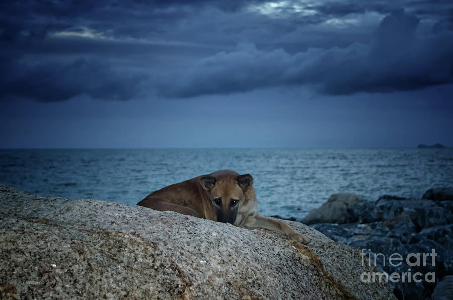 Dog Photograph - Its Time To Go Home by Michelle Meenawong