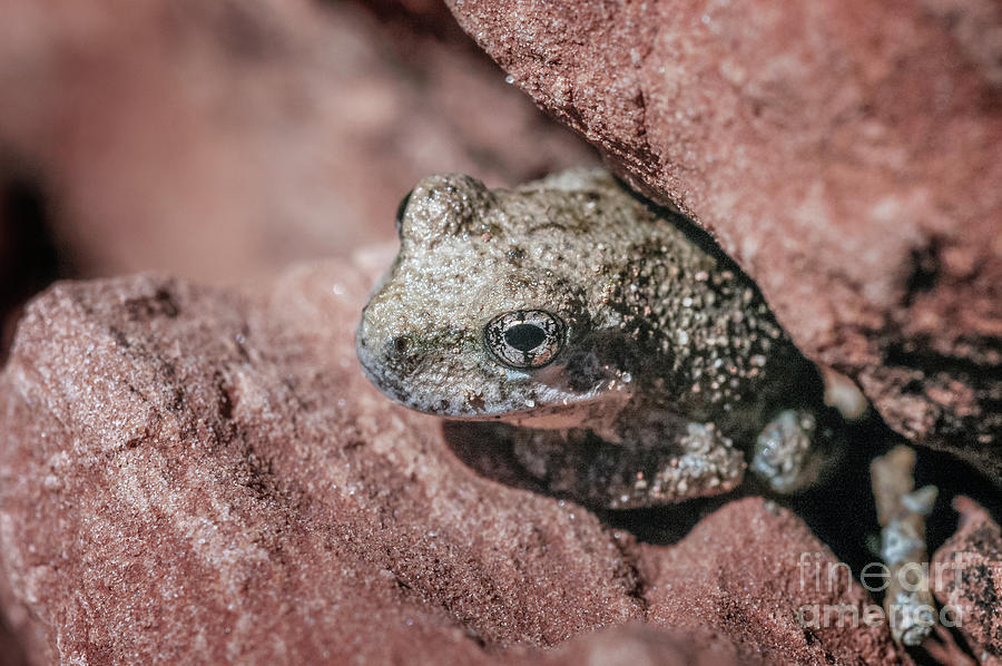 Itty-Bitty Frog Photograph by Al Andersen