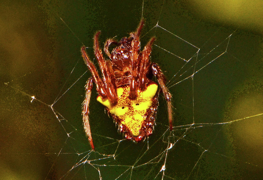 Itzy-Bitzy Spider 001 Photograph by George Bostian