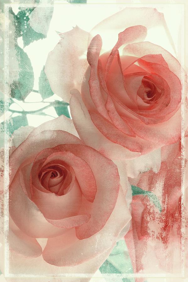 Iuliia Malivanchuk, Pink Roses By Iuliia Malivanchuk Photograph