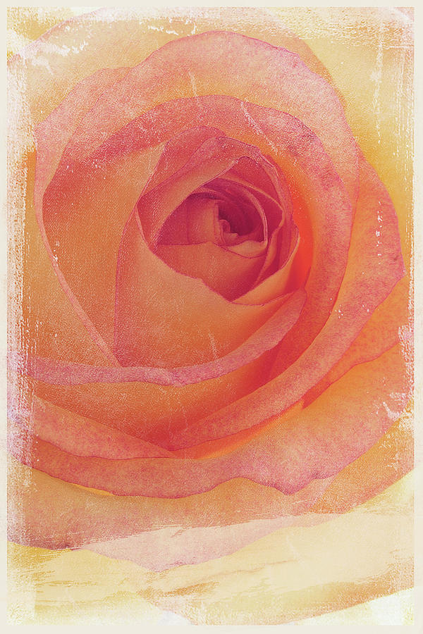 Vintage rose Photograph by Iuliia Malivanchuk