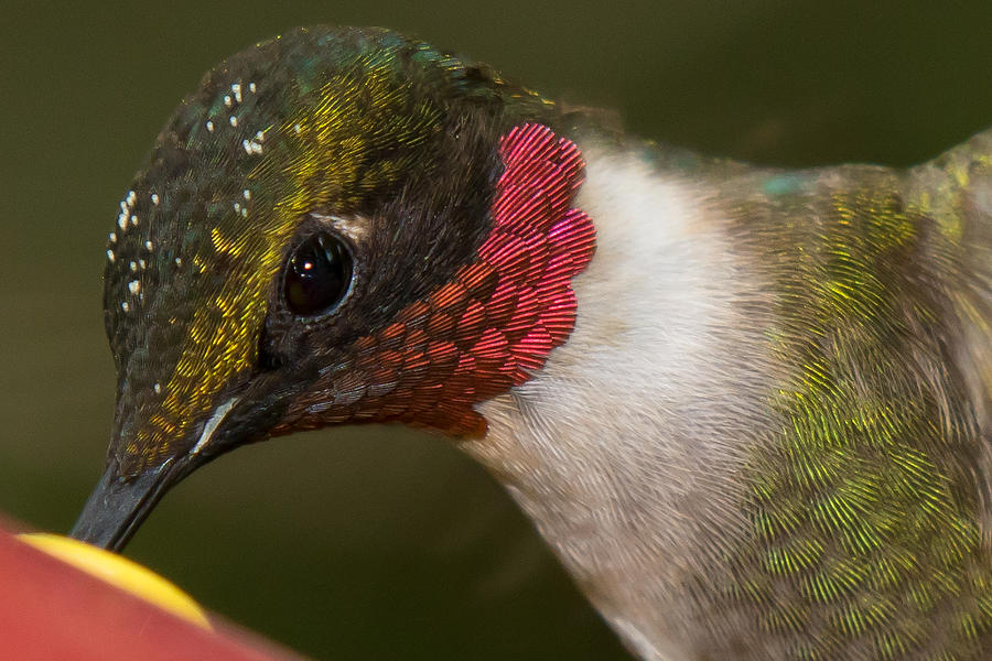 Hummingbird Photograph - Ive been pollinating by Robert L Jackson