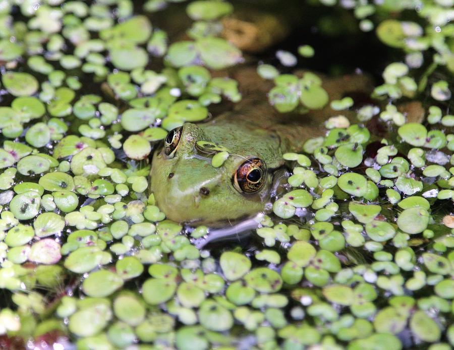 I've Been Spotted Photograph by Charles Bostley - Fine Art America