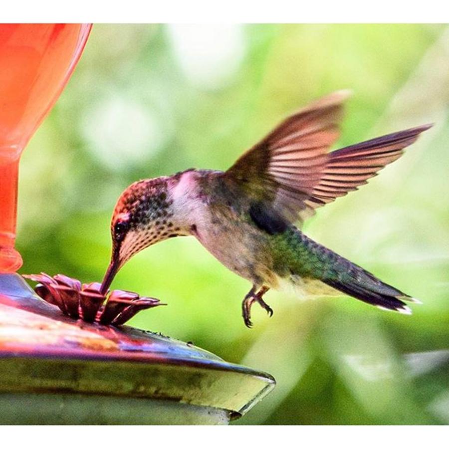 Nature Photograph - Ive Been Stalking This #hummingbird by Raw Image Photo