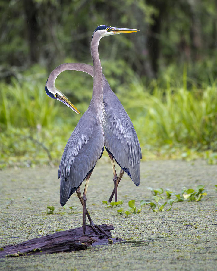 Heron Photograph - Ive Got Your Back by Betsy Knapp