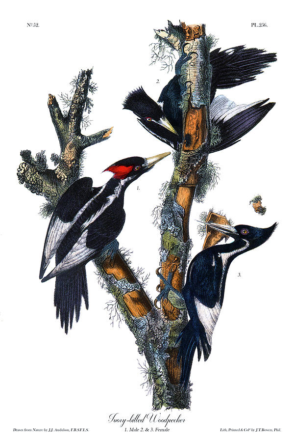 Ivory Billed Woodpecker Audubon Birds Of America 1st Edition 1840 Octavo Plate 256 Painting