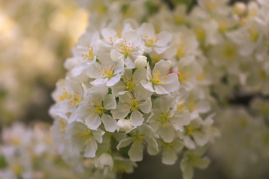 Ivory Blossoms Photograph by Rachel Cohen