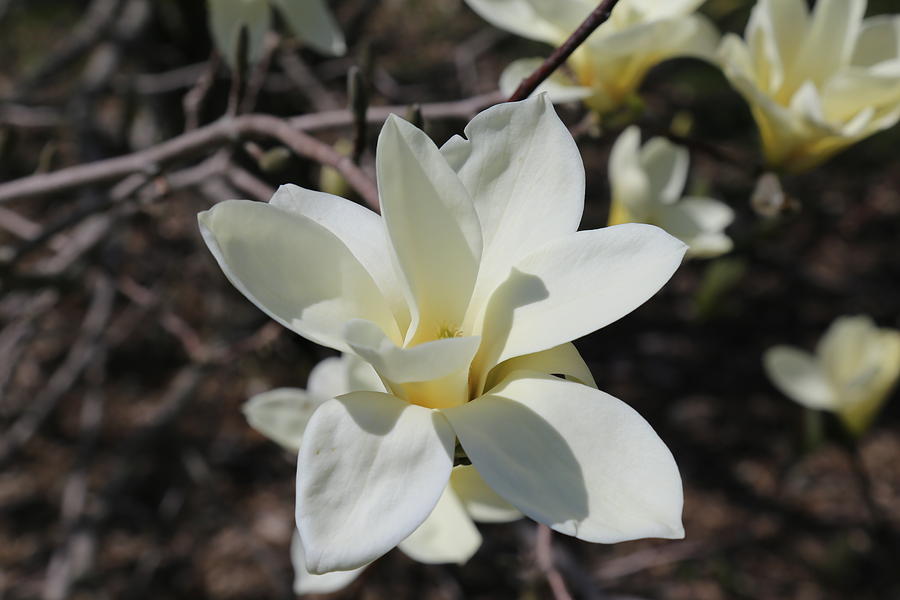 Ivory Chalice Magnolia Blossom 2 Photograph by Jeff Roney - Fine Art ...