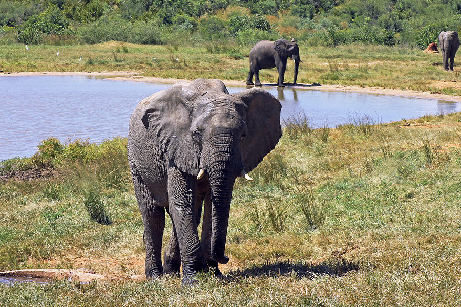Ivory Lodge Elephants Photograph by Tony Murtagh